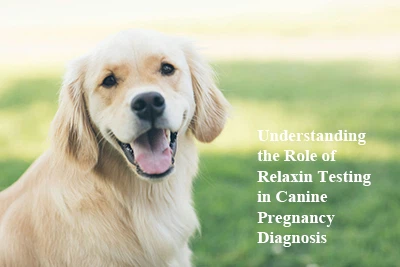 Razumijevanje uloge testiranja relaksina u dijagnostici trudnoće pasa